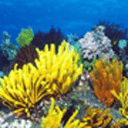 世界最美海底世界动态壁纸